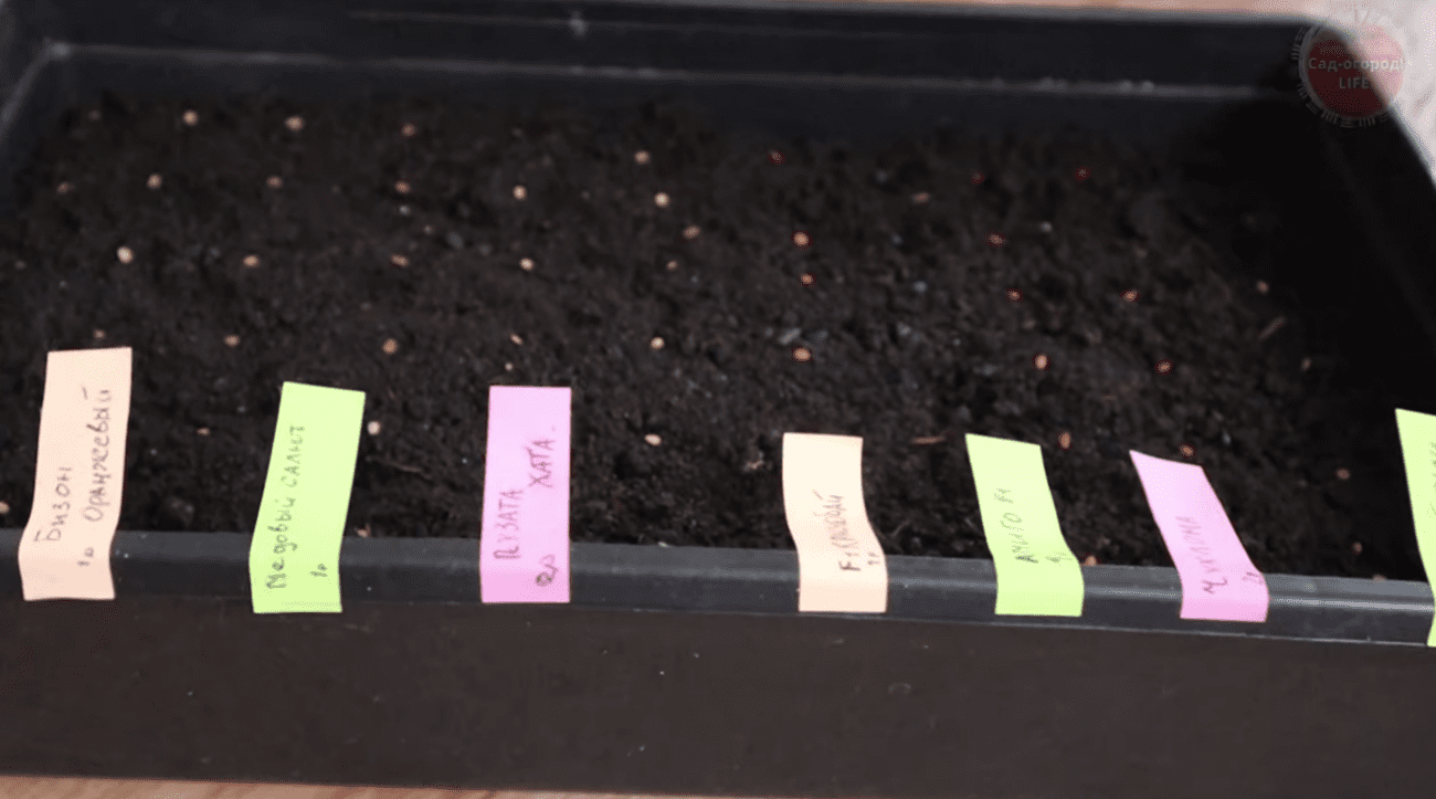 Городники згадали незаслужено забутий метод посадки розсади помідорів