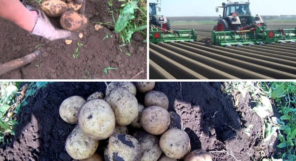 Якість зберігання картоплі залежить від 1 параметру: результат одного дослідження здивував усіх 