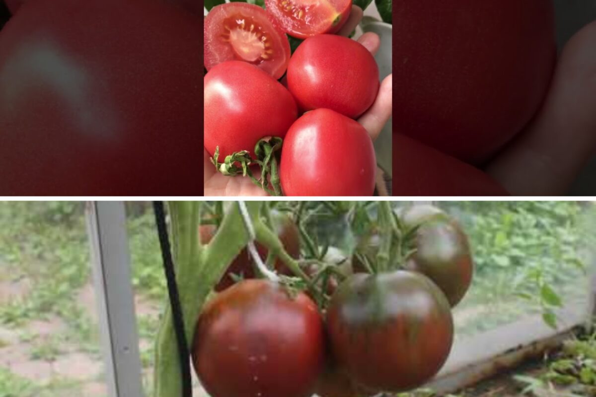 Агрономи назвали сорти помідорів, які можуть не вродити