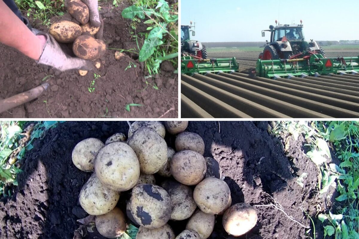 Параметри, які впливають на якість зберігання картоплі