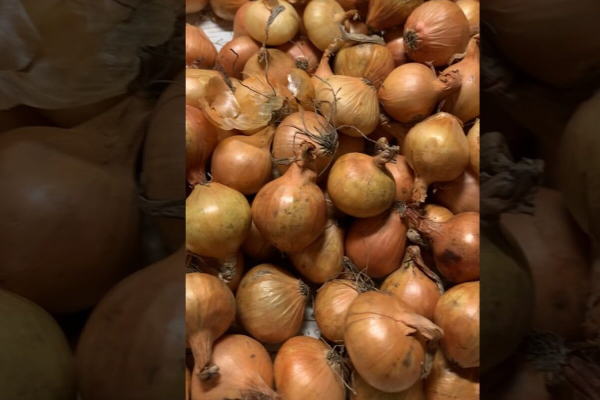 Сорт цибулі-сіянки для посадки в 2026 році Сорт цибулі-сіянки для посадки в 2026 році