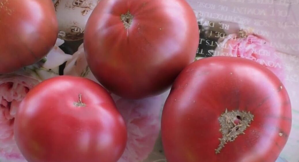 Помідори з цукристою м’якоттю: 4 сорти, які не підводять полтавчан вже зо 20 років 
