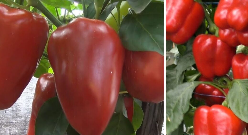 Ці 3 сорти перців ідеальні для консервації: залишаються хрумкими навіть через рік у банці 