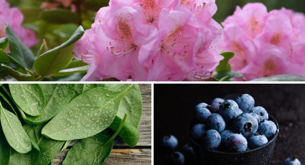 Не кидайте попіл під них: 7 городніх культур, які ненавидять лужний ґрунт і перестають рости 