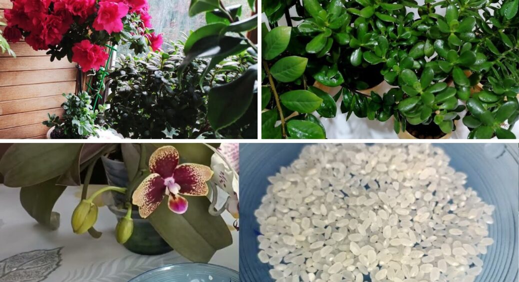 Зацвітуть за 1 день: рецепт потужної підгодівлі для кімнатних квітів з 2-х інгредієнтів 