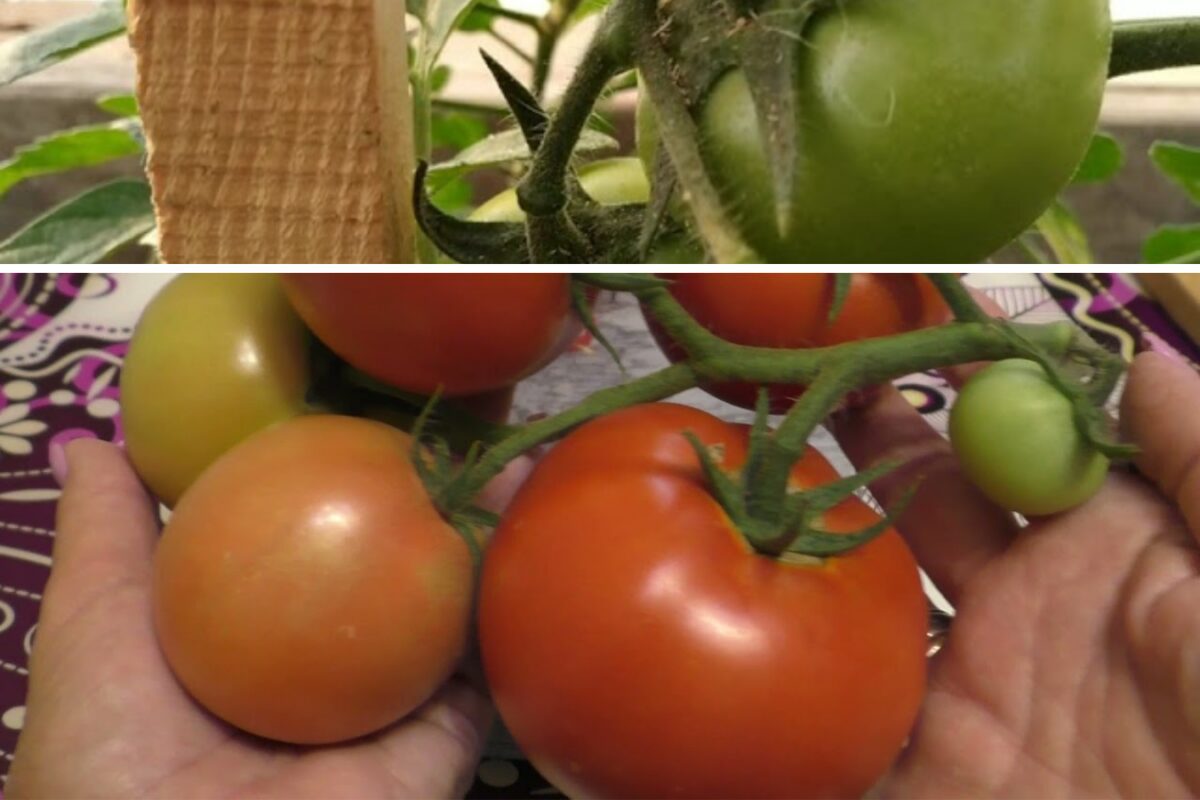 Сорт помідорів Махітос F1