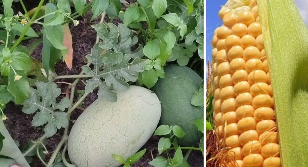 Кавуни та дині виростуть розміром з баскетбольний м’яч: просто посадіть поруч ось це 
