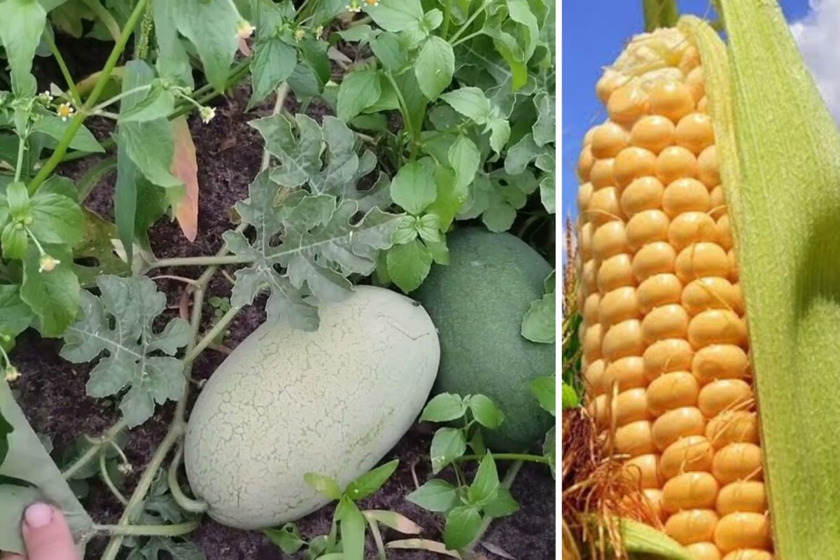 Агрономи розповіли, які рослини посадити поруч із кавунами і динями