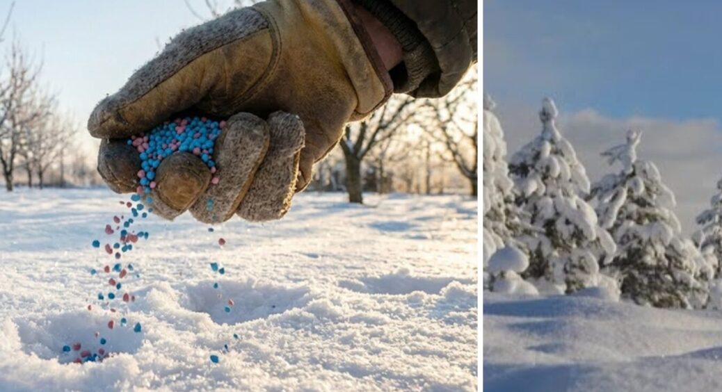 Потужніше золи, дріжджів і гною: підживлюю землю просто по снігу вже у лютому 2026 