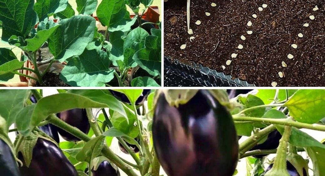 Від врожаю не буде відбою: як правильно сіяти баклажани на розсаду — будете з врожаєм 100% 