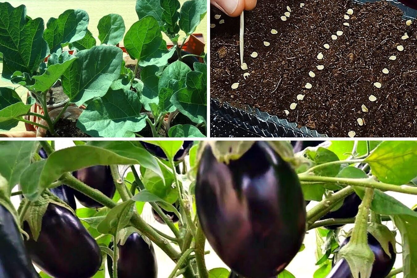 Посадка баклажанів на розсаду