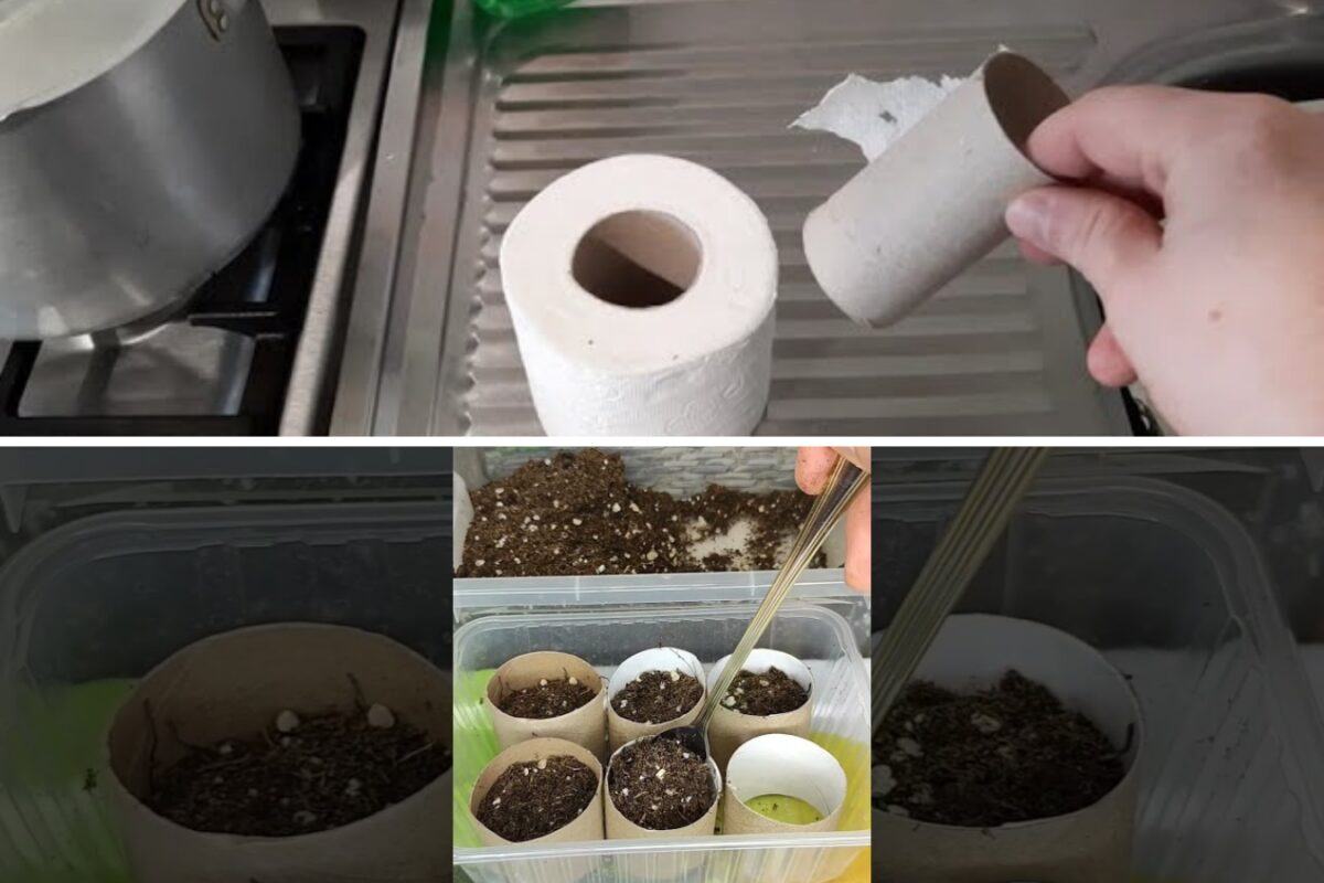 Навіщо дачники сіють розсаду в картонні встулки від туалетного паперу