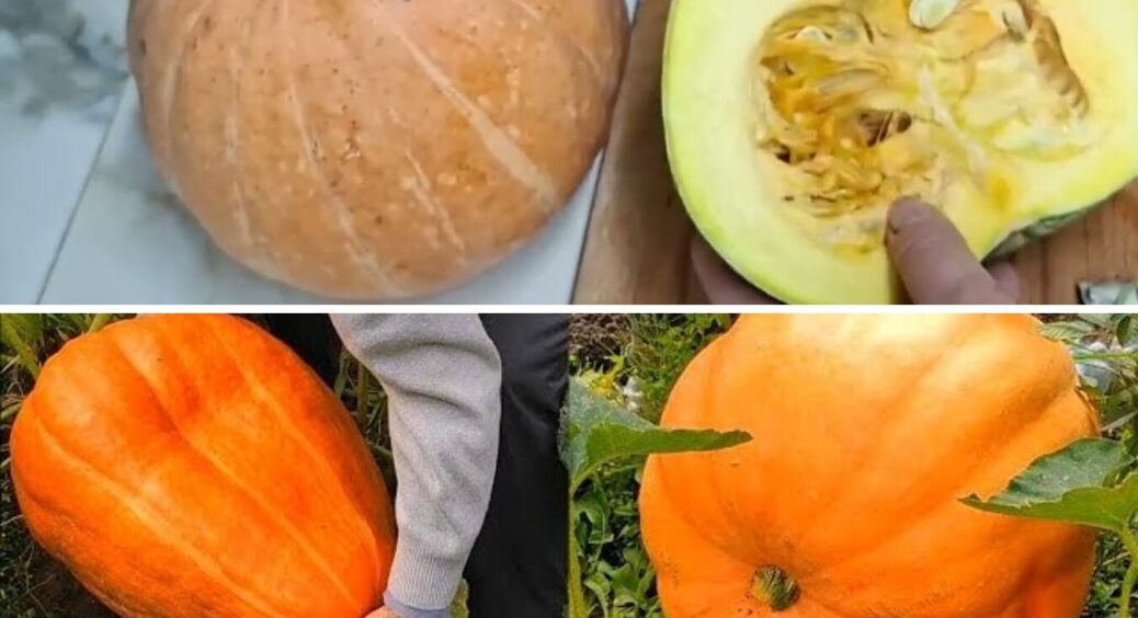 Ці 3 сорти гарбуза мають смак дині й ананасу: готую з них цукати та каші – мої фаворити 
