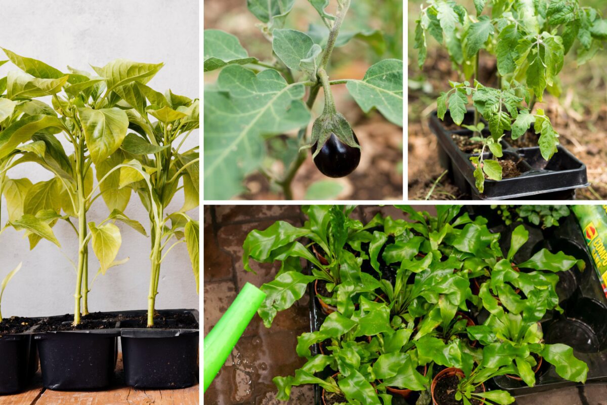 Які овочі посіяти на розсаду до кінця лютого 2026