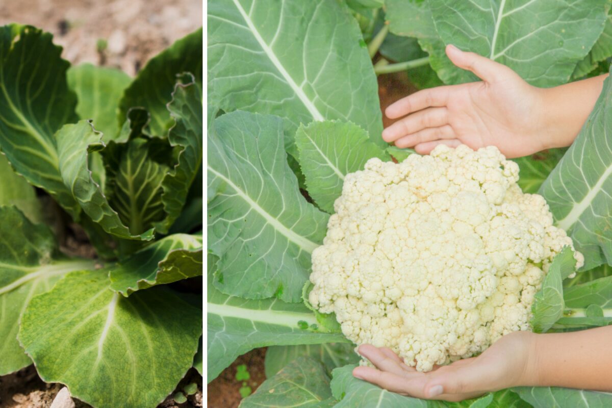 Які овочі посіяти на розсаду до кінця лютого 2026