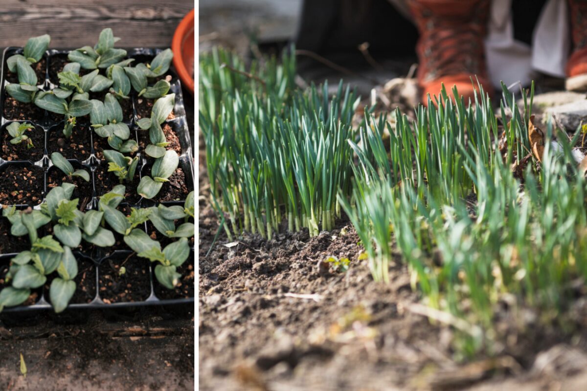 Які овочі посіяти на розсаду до кінця лютого 2026