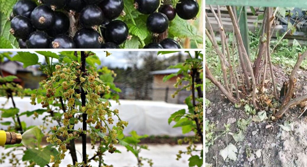 Смородина розміром з монету і солодша за цукерки “Рошен”: просто розсипаю це під кущі навесні 