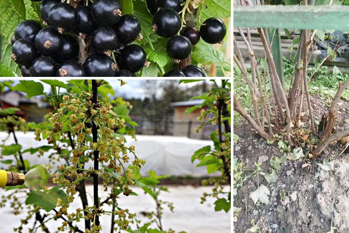 Агрономи розповіли, чим підживити кущі смородини навесні