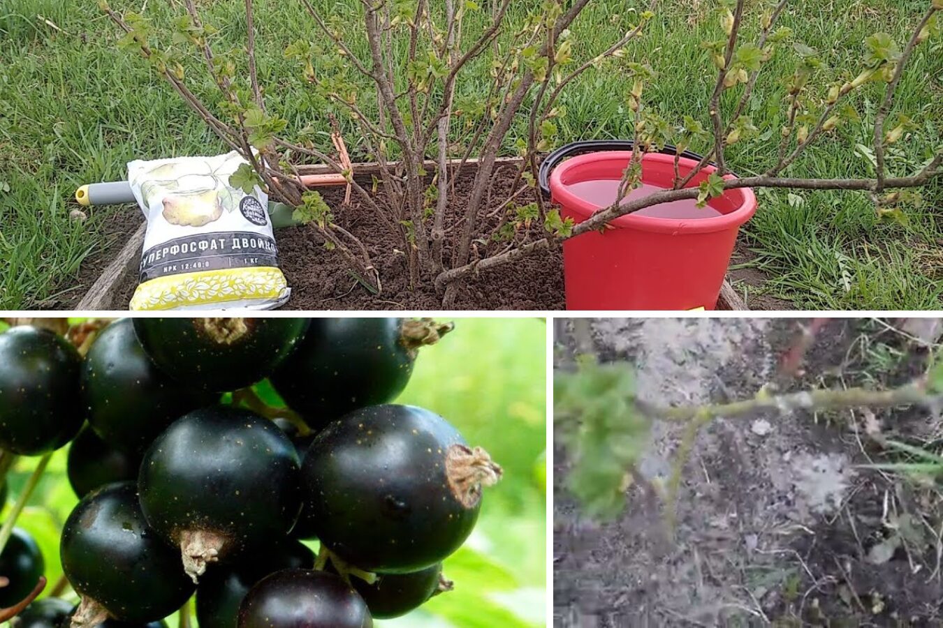 Агрономи розповіли, чим підживити кущі смородини навесні