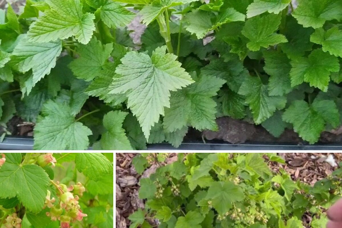 Агрономи розповіли, чим підживити кущі смородини для щедрого врожаю