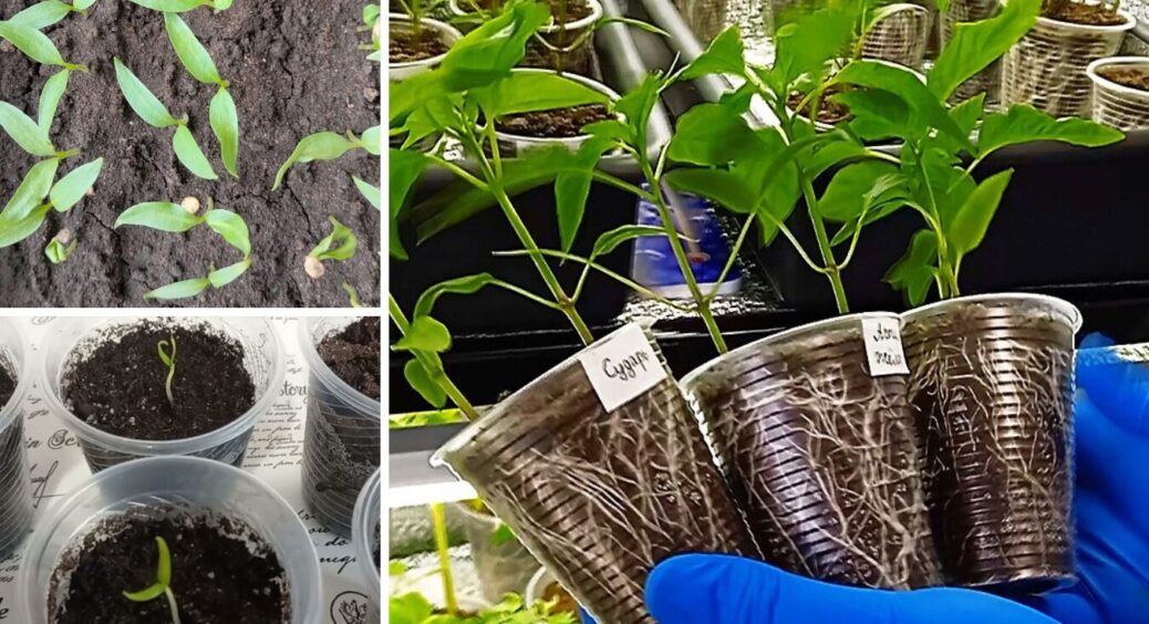 У який день сіяти перці на розсаду: посівний календар на березень 2026 від діда Івана 