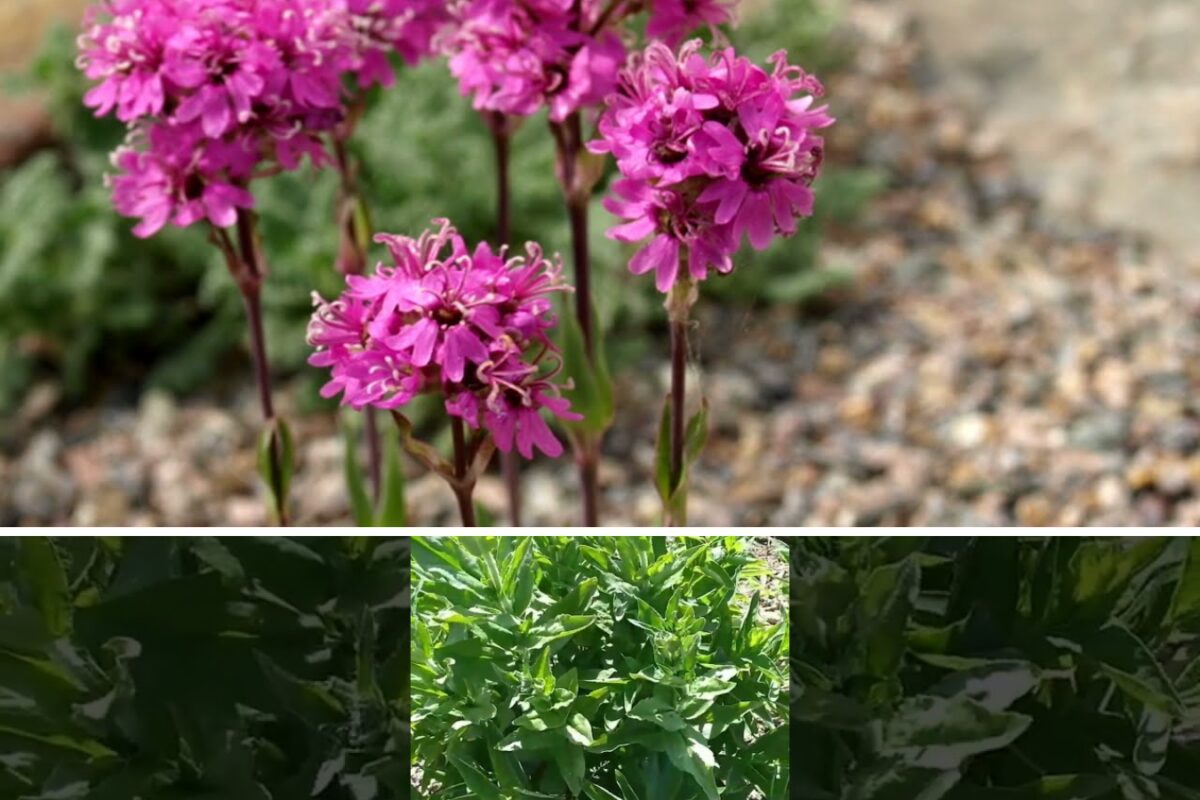 Декоративна рослина горицвіт (ліхніс) для саду