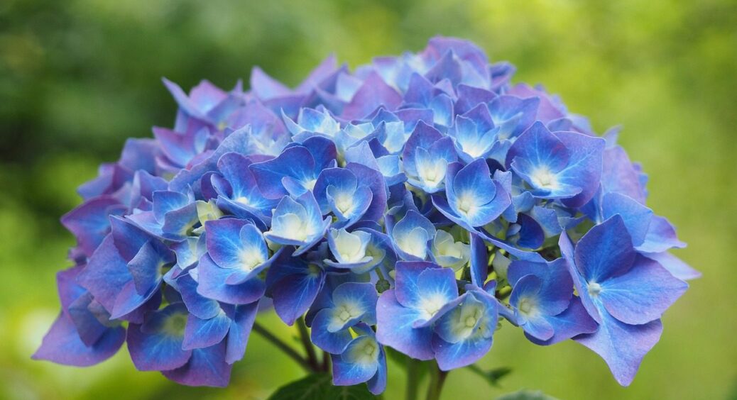 Моя гортензія квітне з березня місяця: знаю дієвий прискорювач, що не залишає їй шансів 