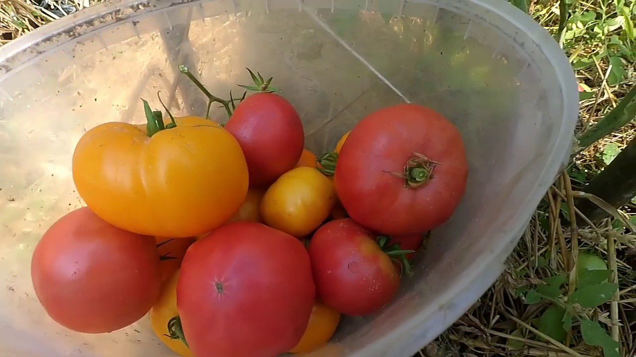 Агрономи назвали сорти помідорів, які можуть не вродити