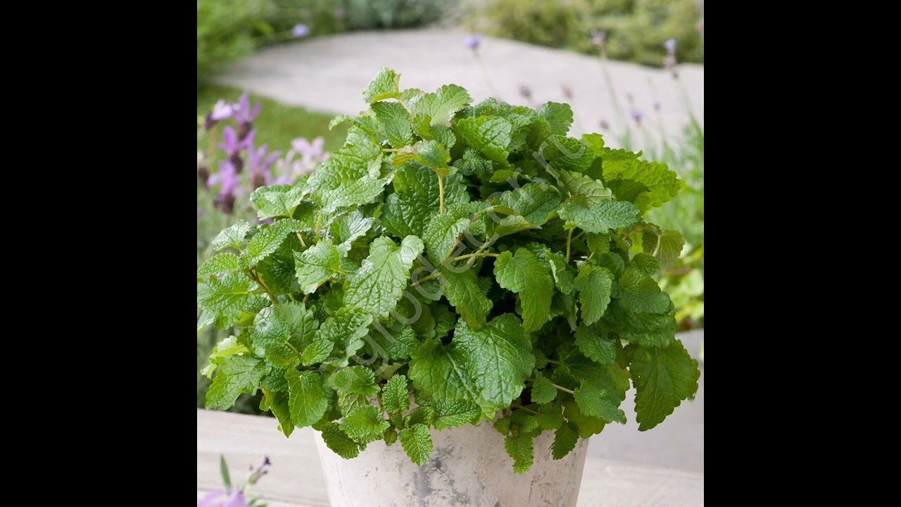 Трав'яний збір для чаю Трав'яний збір для чаю