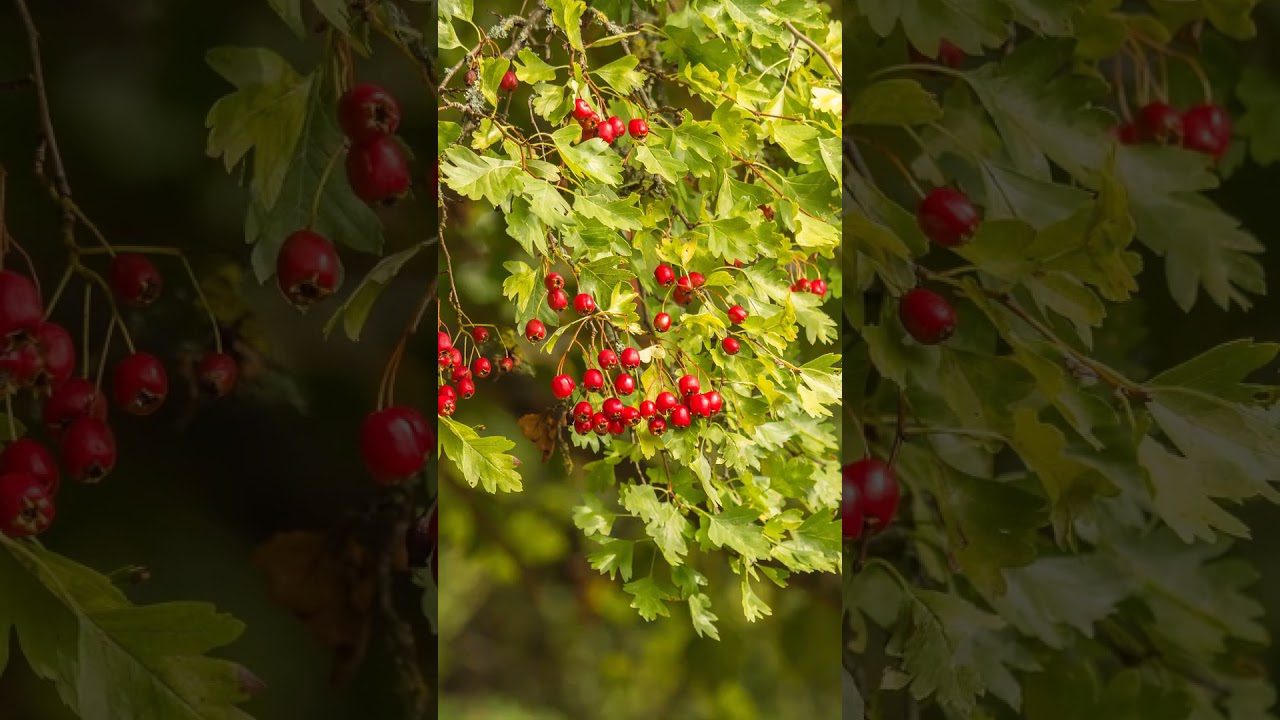 Трав'яний збір для чаю