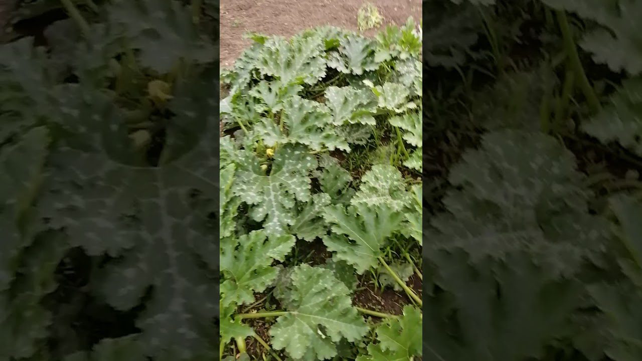 Сорт кабачків Іскандер F1