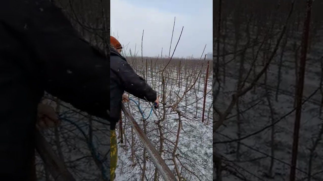 Обрізка яблунь взимку Обрізка яблунь взимку
