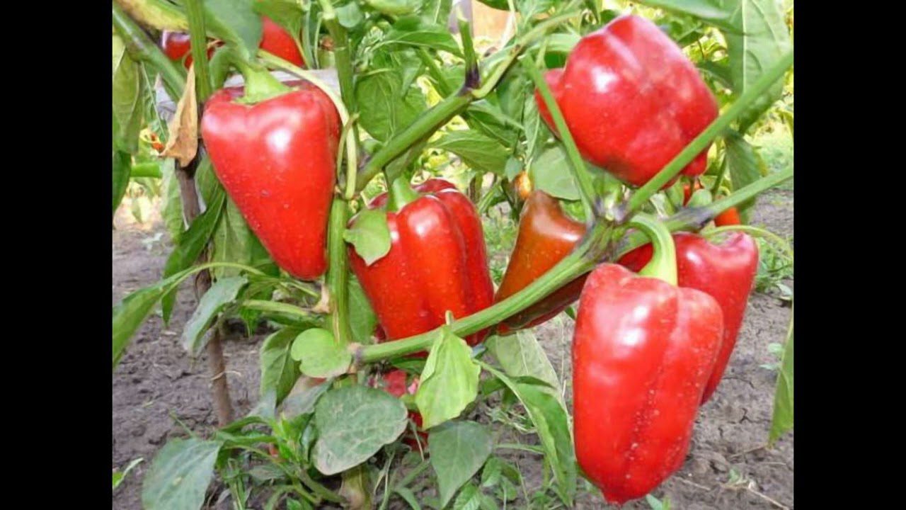 Сорти великоплідного болгарського перцю