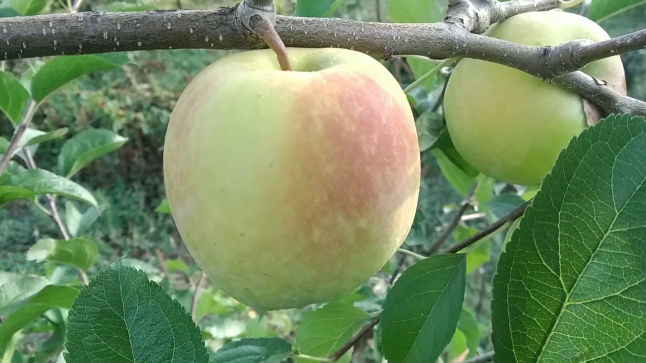 Сорти яблунь, стійкі до заморозків