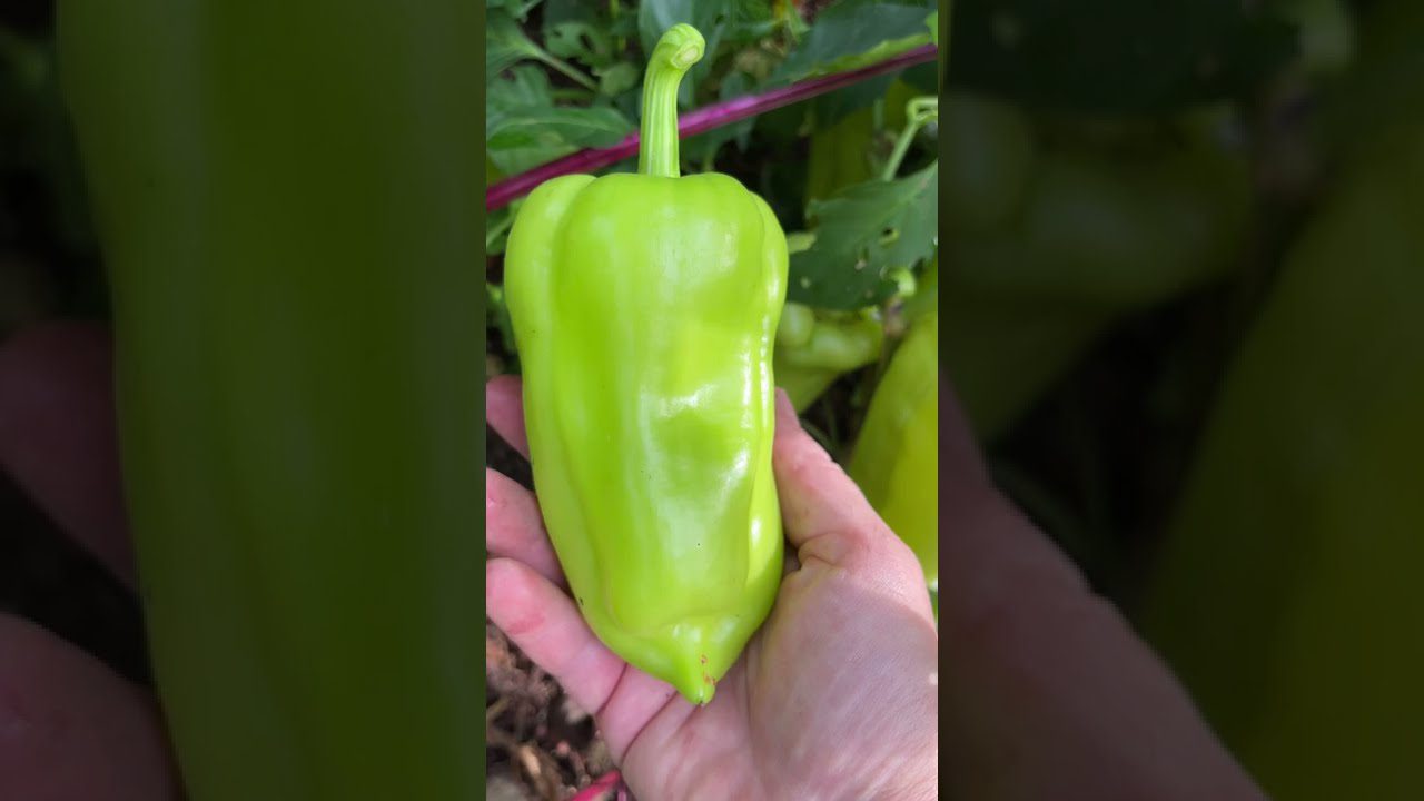 Сорти великоплідного болгарського перцю
