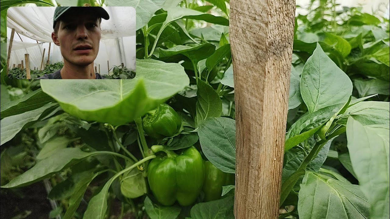 Сорти великоплідного болгарського перцю