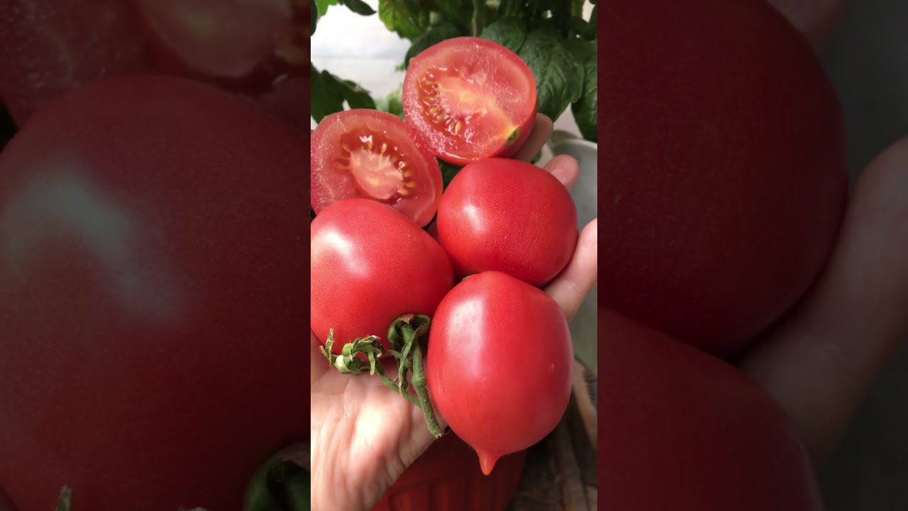Агрономи назвали сорти помідорів, які можуть не вродити