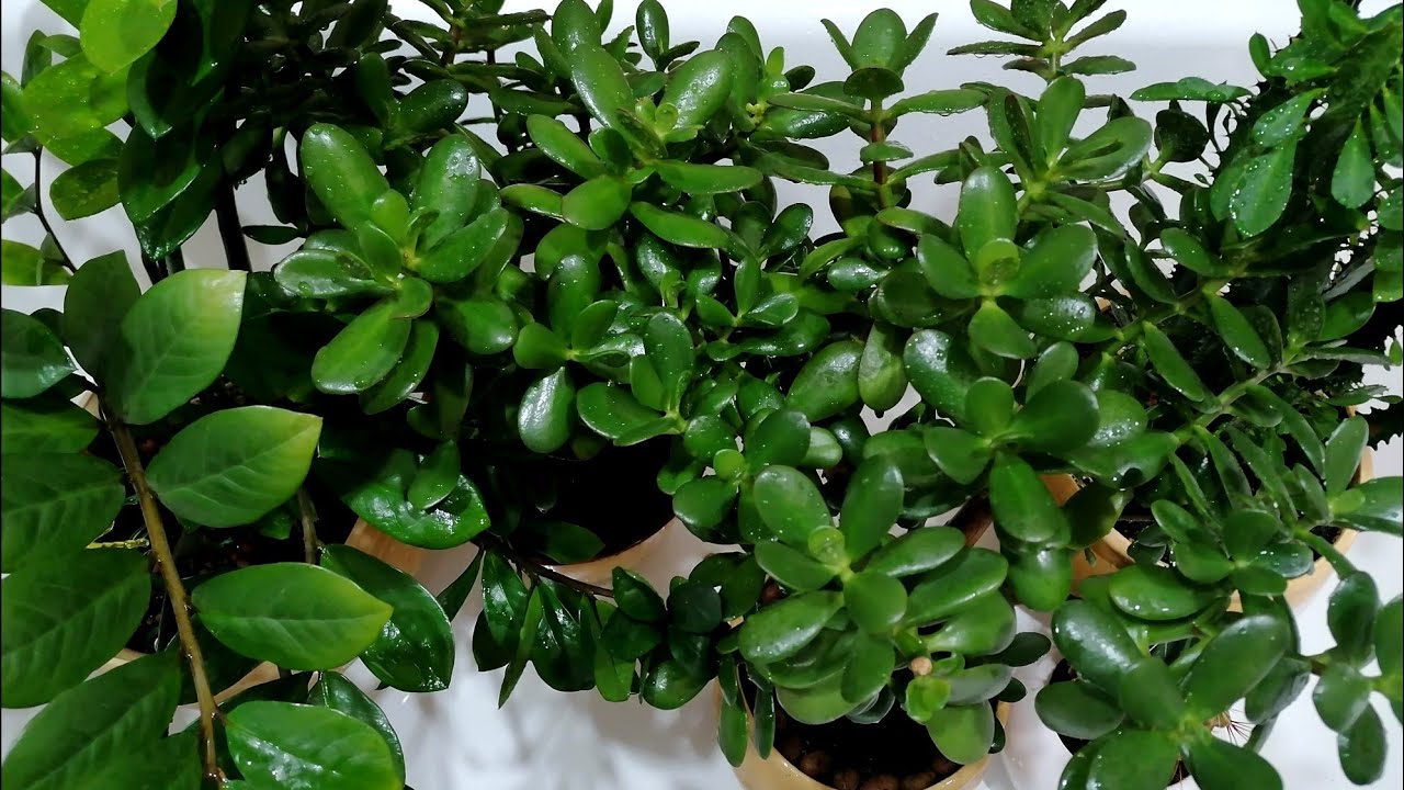 Квітникарі розповіли, чим підгодувати кімнатні квіти для пишного цвітіння