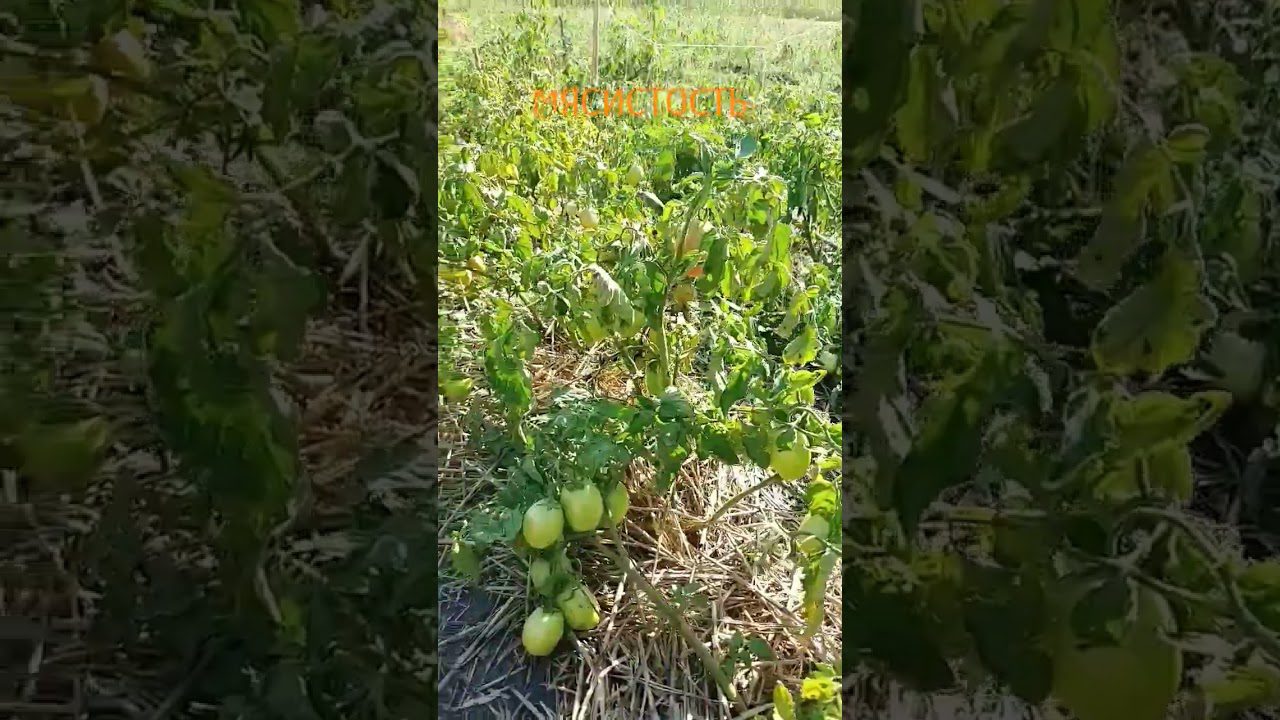 Сорт помідорів Ріо-Гранде