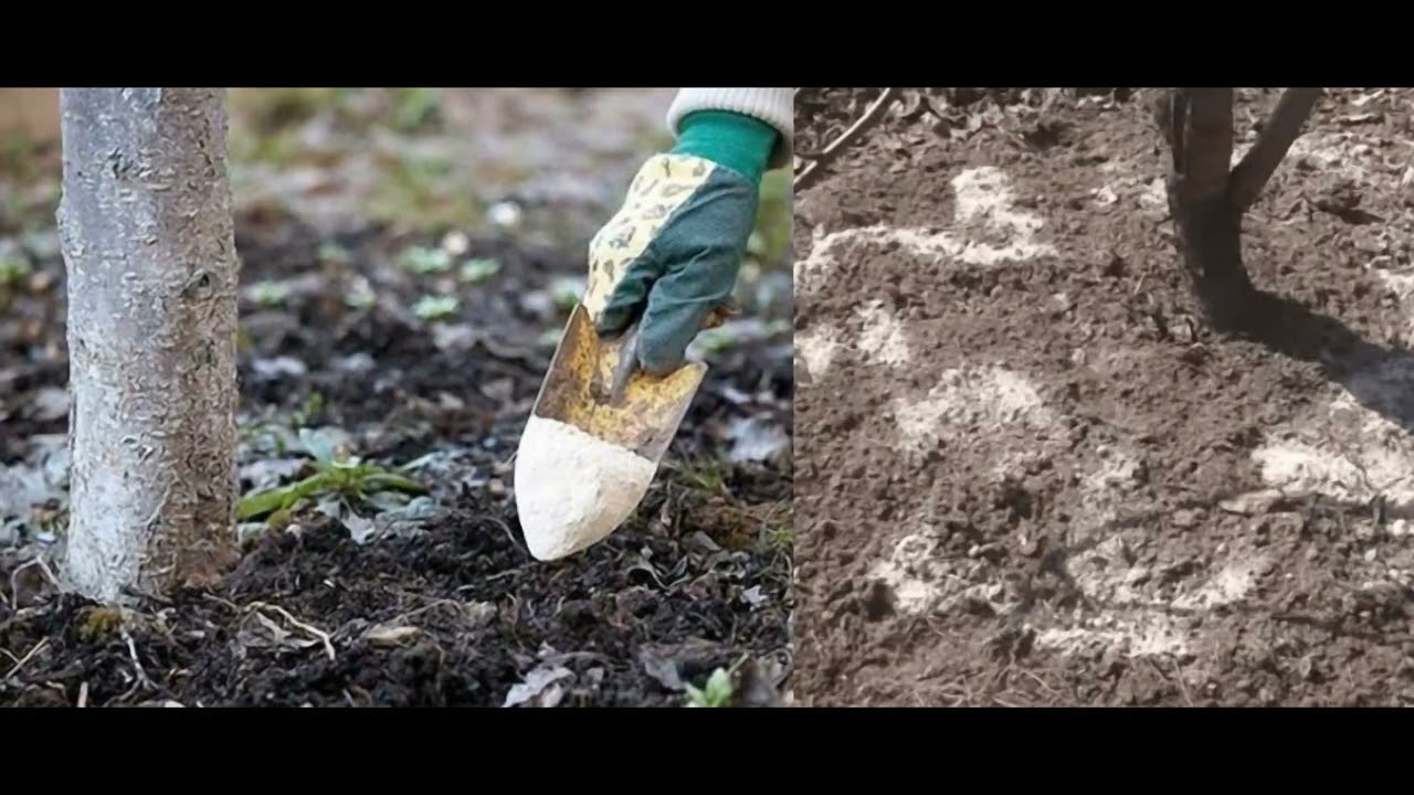 Як борошно допомагає підготувати землю до весняних посадок