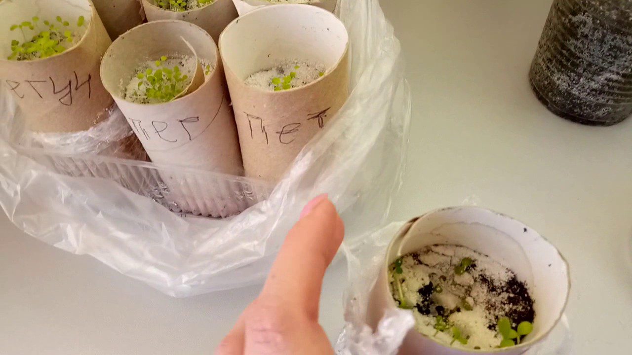 Навіщо дачники сіють розсаду в картонні встулки від туалетного паперу