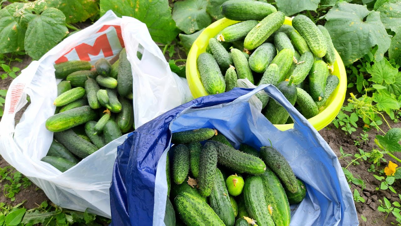 Сорт огірків для балкону Міський огірочок F1