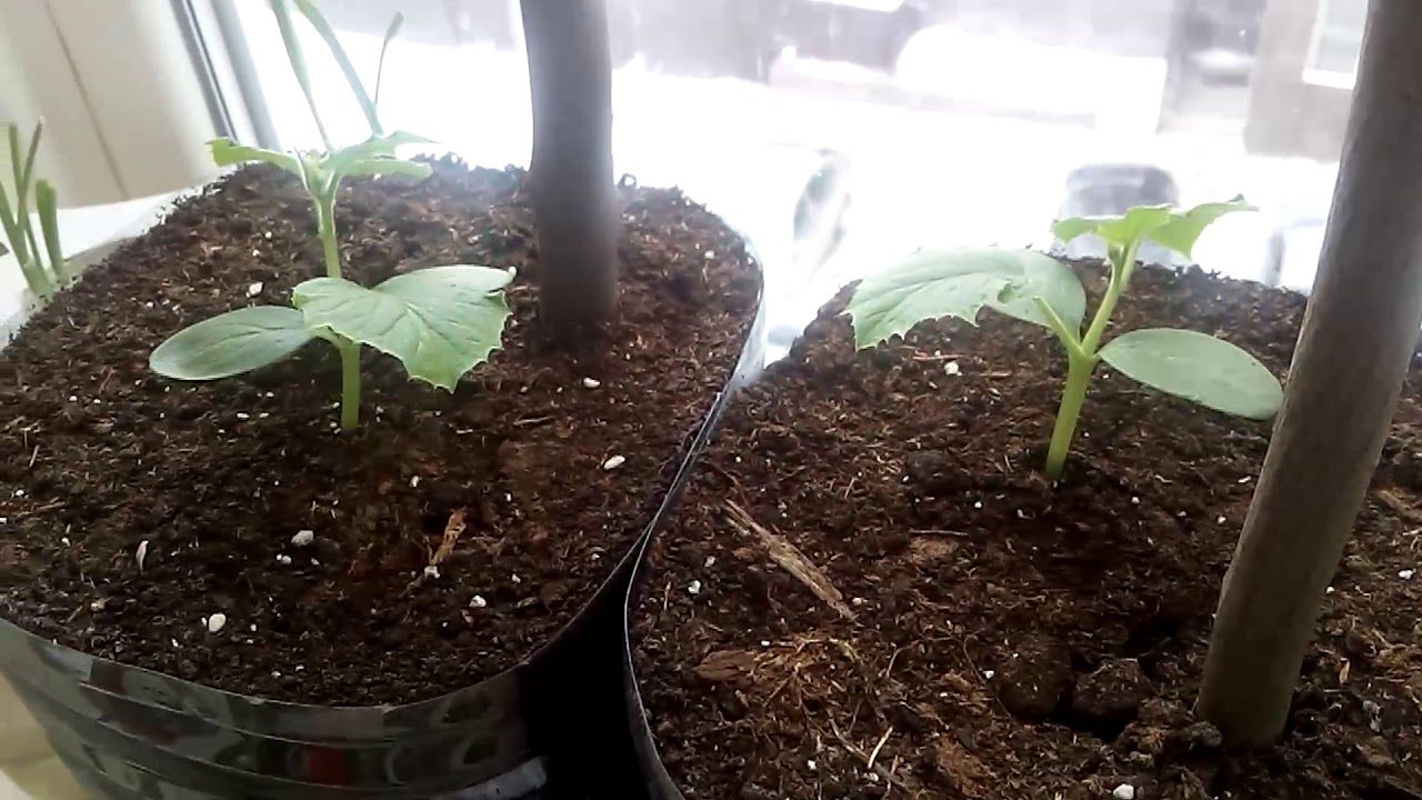 Сорт огірків для балкону Міський огірочок F1