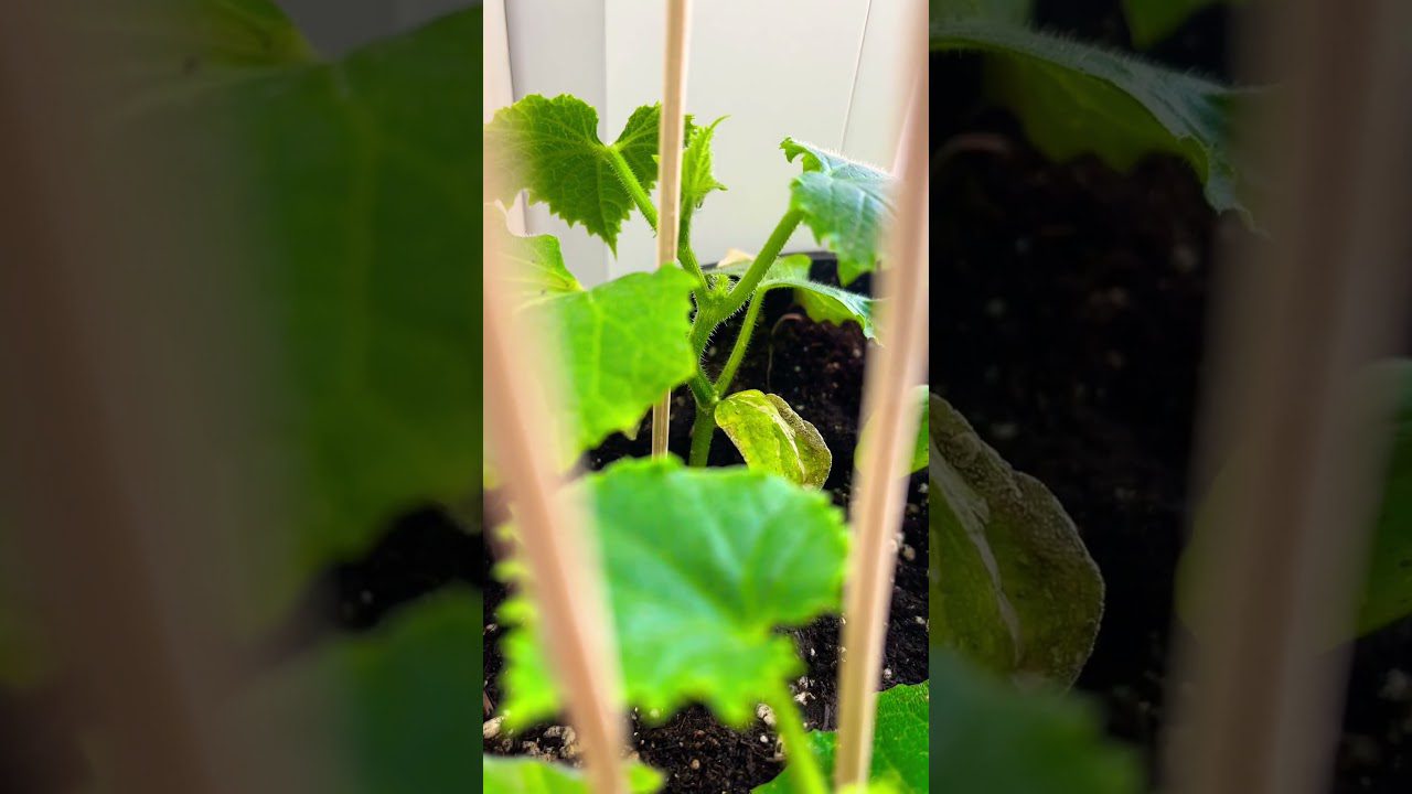 Сорт огірків для балкону Міський огірочок F1