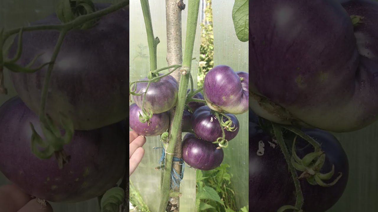 Сорт помідорів Чорничний десерт