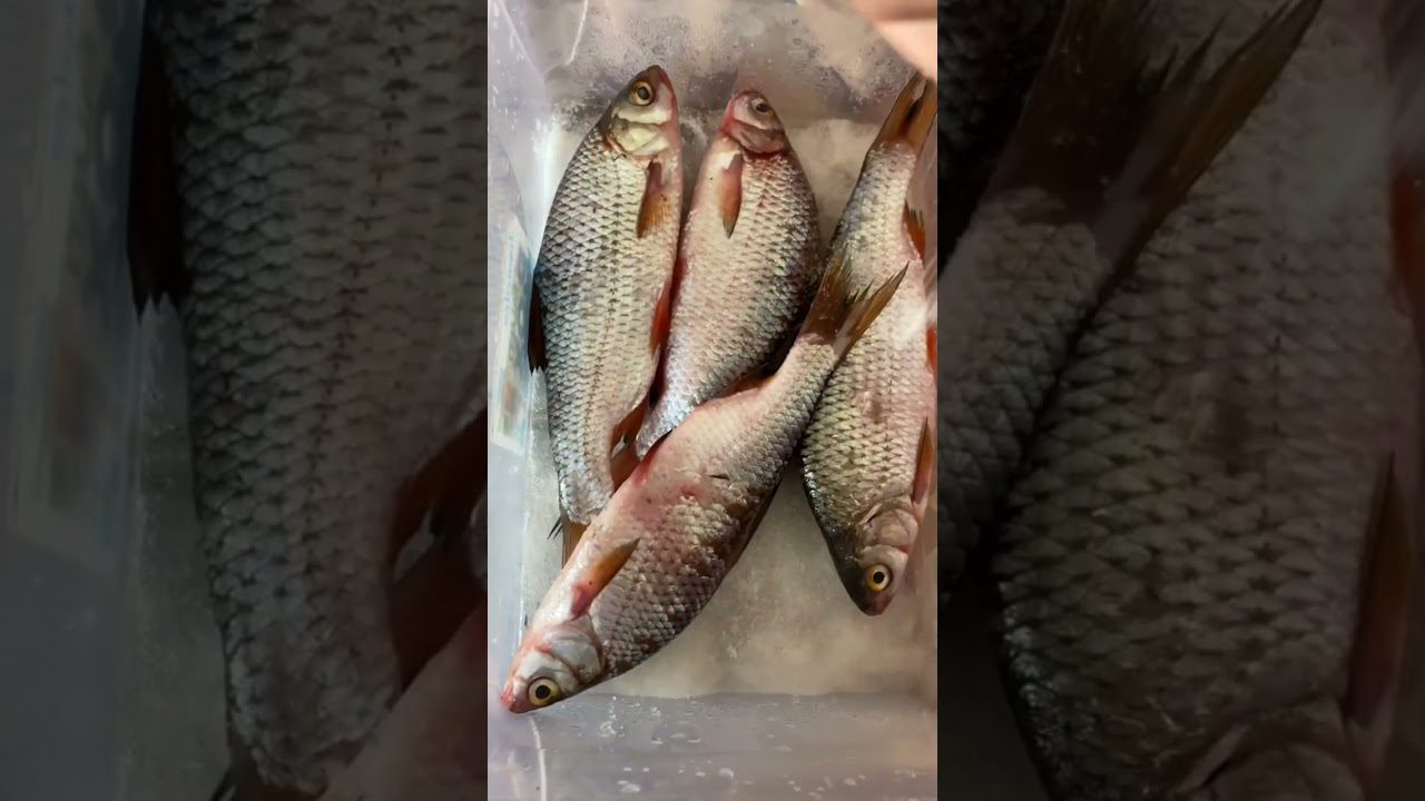 Як засолити тараньку сухим посолом