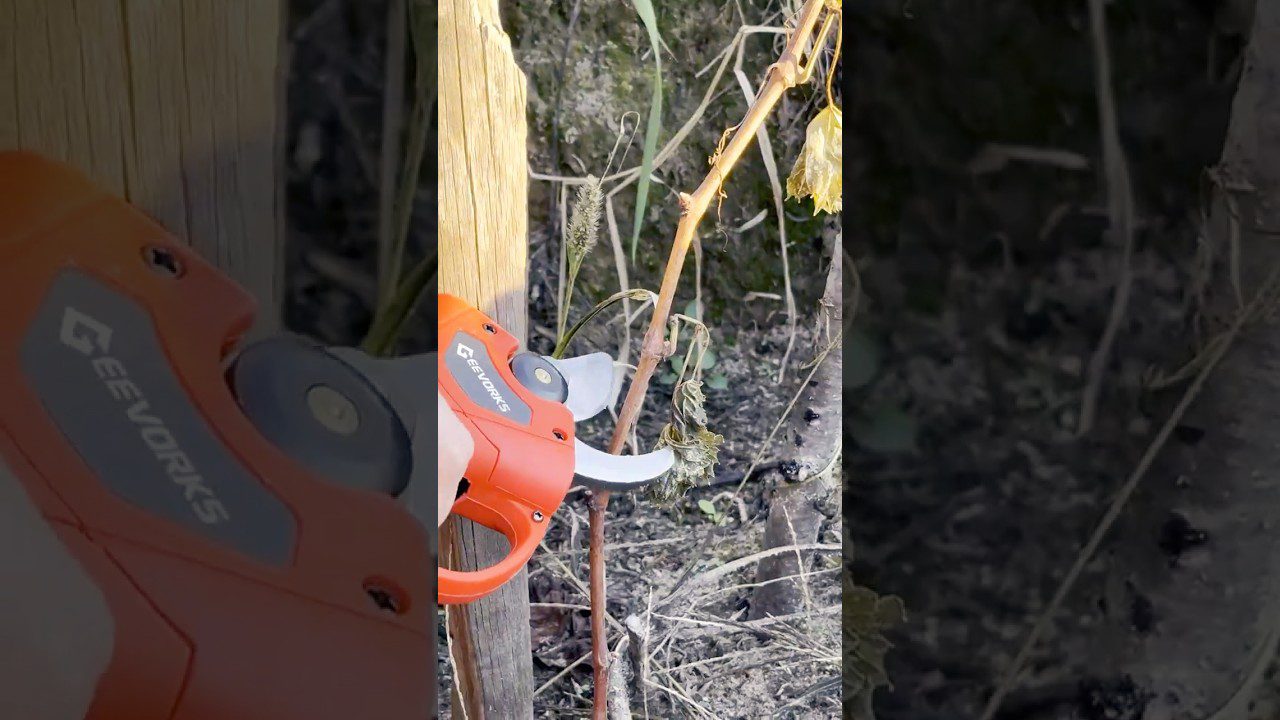 Експерти розповіли, як правильно обрізати виноград у лютому