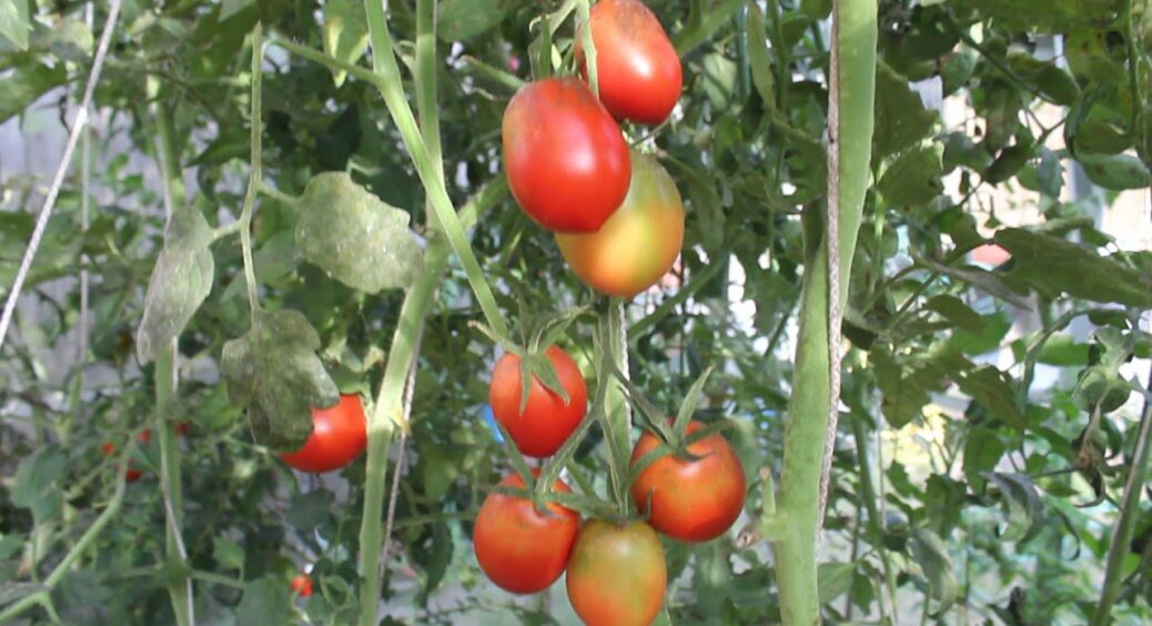 Агрономи благають НЕ садити ці помідори: 5 популярних сортів, які залишать вас без урожаю 