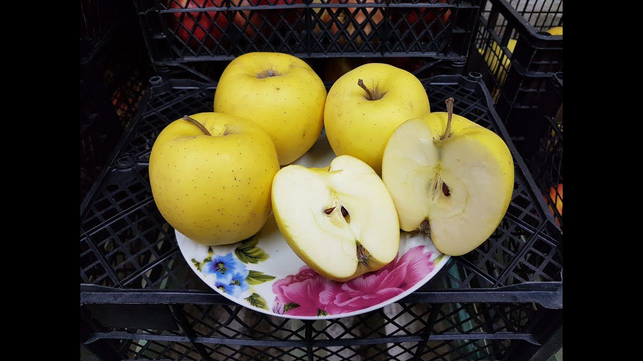 Агрономи назвали найсмачніший сорт яблук в Україні 