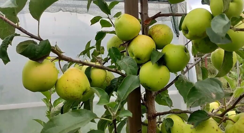 Не “Айдаред” і не “Гала”: цей сорт яблук назвали найсмачнішим у 2026 році – саджанці гребуть 